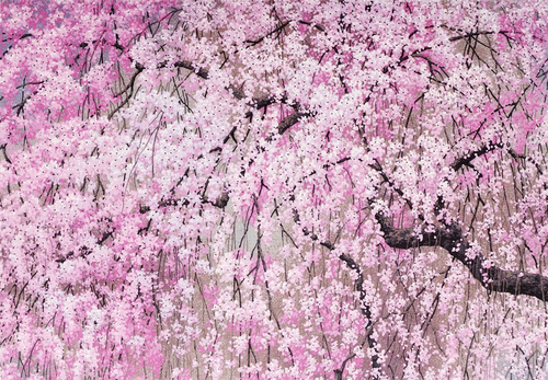 14 ct. Cherry Blossoms Note Cards