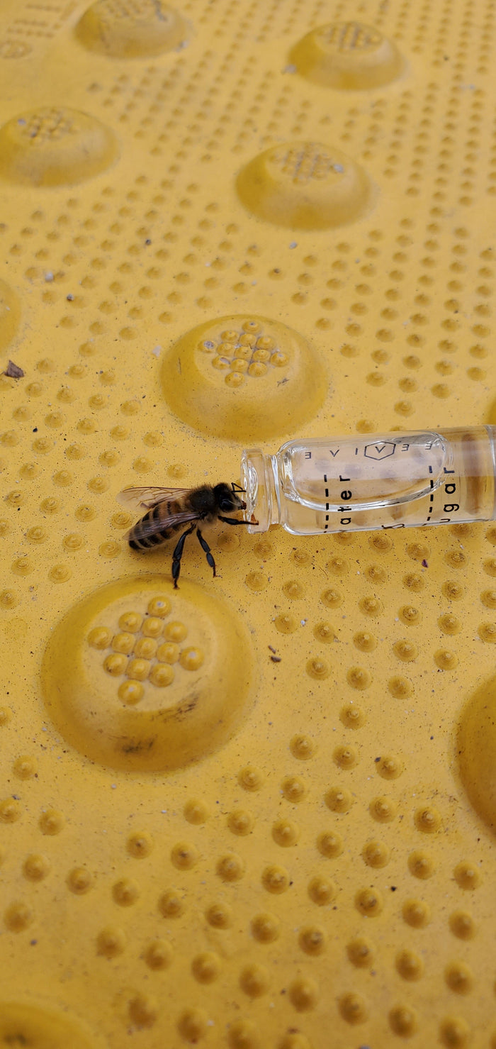 Beevive Bee Revival Kit - Butterfly & Bee Reviver, Keychain, Black or Gold